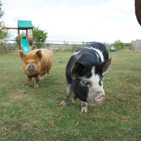 The Piggery Pod Otel Sittingbourne Dış mekan fotoğraf