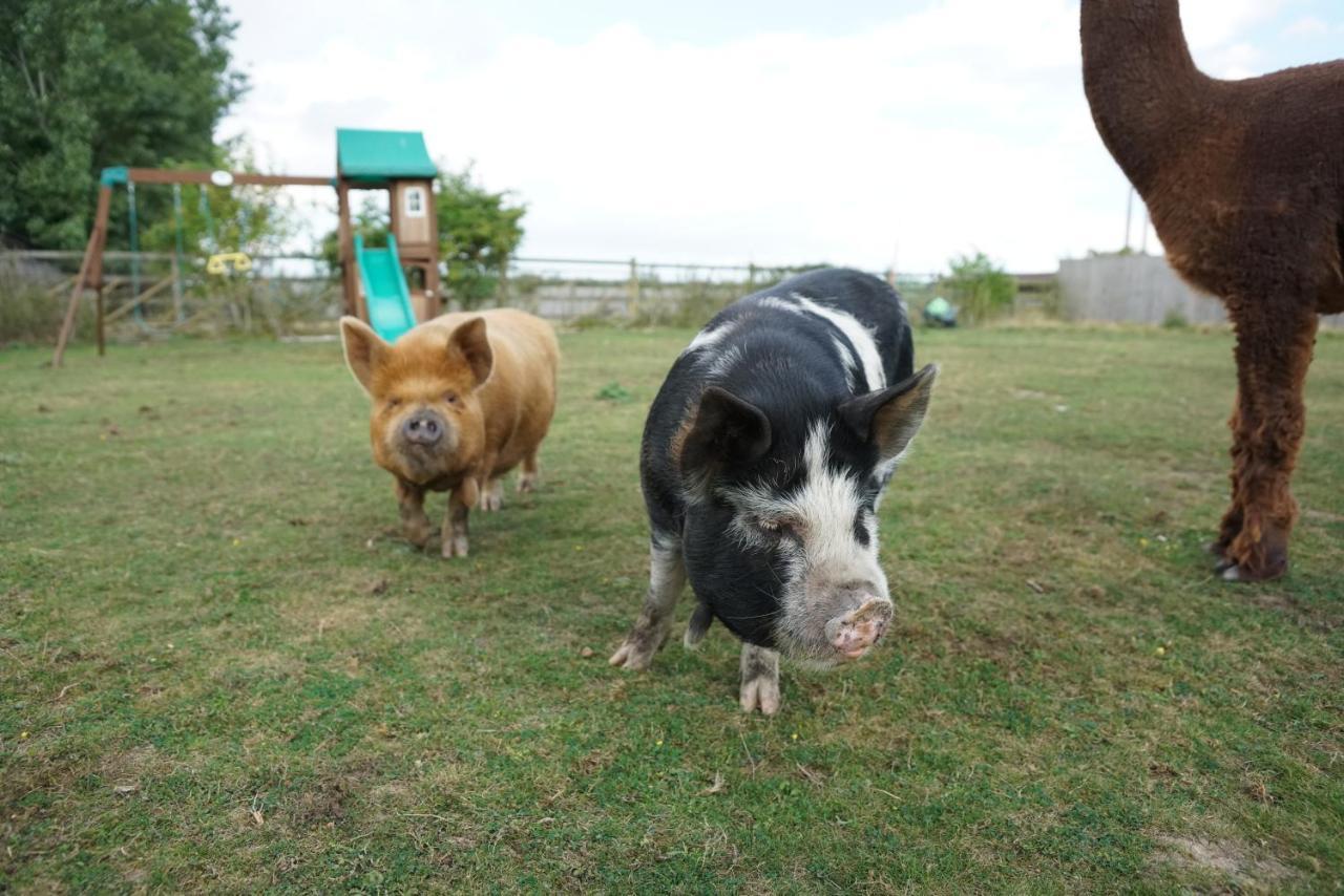 The Piggery Pod Otel Sittingbourne Dış mekan fotoğraf